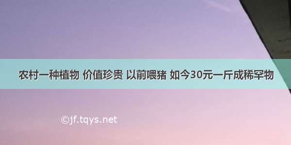 农村一种植物 价值珍贵 以前喂猪 如今30元一斤成稀罕物