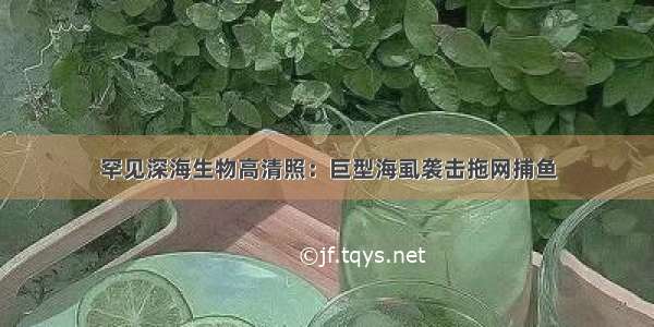 罕见深海生物高清照：巨型海虱袭击拖网捕鱼