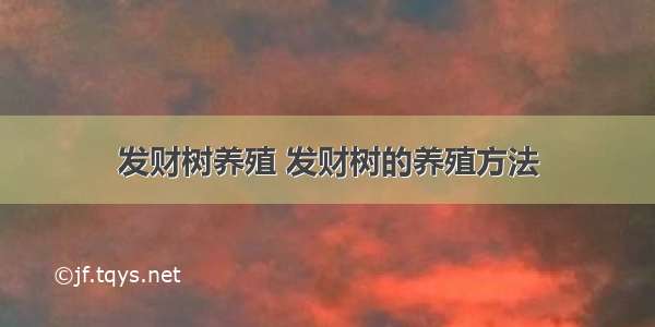 发财树养殖 发财树的养殖方法