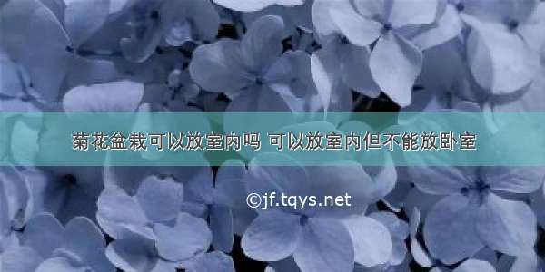 菊花盆栽可以放室内吗 可以放室内但不能放卧室