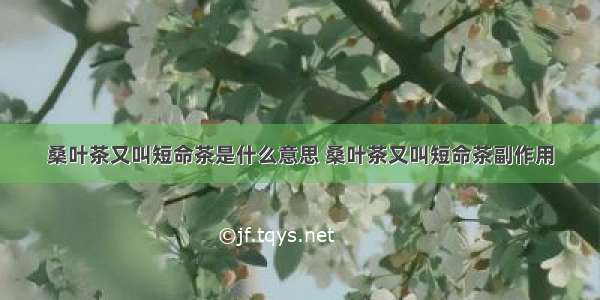 桑叶茶又叫短命茶是什么意思 桑叶茶又叫短命茶副作用