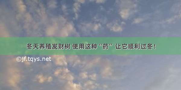 冬天养殖发财树 使用这种“药” 让它顺利过冬！