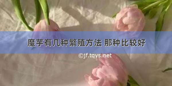 魔芋有几种繁殖方法 那种比较好