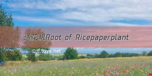 通花根Root of Ricepaperplant