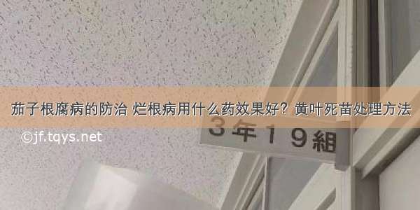 茄子根腐病的防治 烂根病用什么药效果好？黄叶死苗处理方法