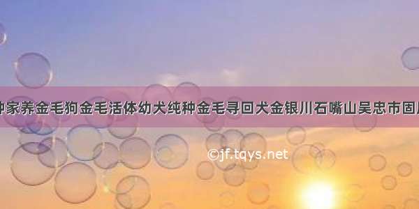 银川出售纯种家养金毛狗金毛活体幼犬纯种金毛寻回犬金银川石嘴山吴忠市固原市中卫市灵