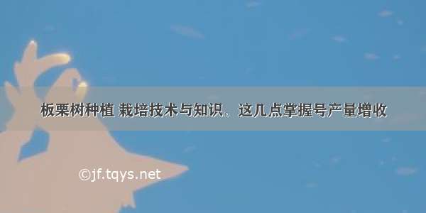 板栗树种植 栽培技术与知识。这几点掌握号产量增收