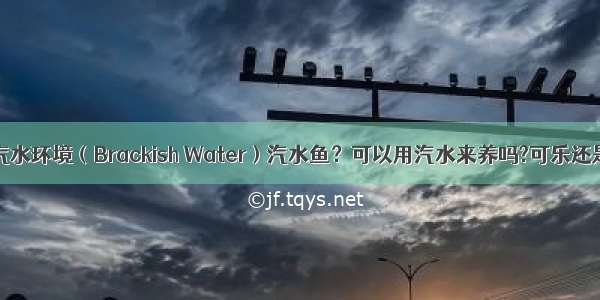 什么是汽水环境（Brackish Water）汽水鱼？可以用汽水来养吗?可乐还是雪碧?