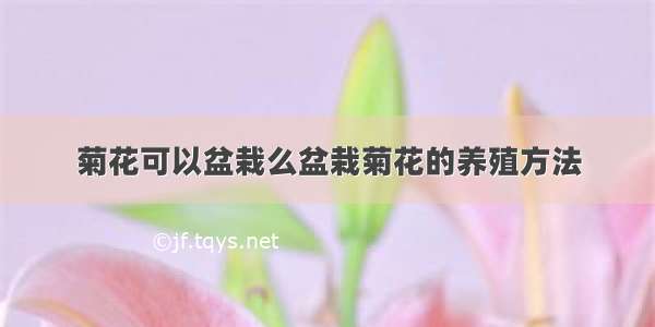 菊花可以盆栽么盆栽菊花的养殖方法