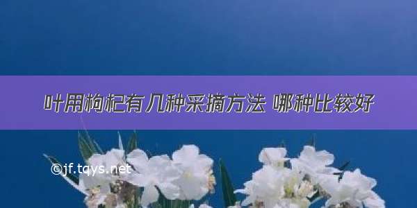 叶用枸杞有几种采摘方法 哪种比较好