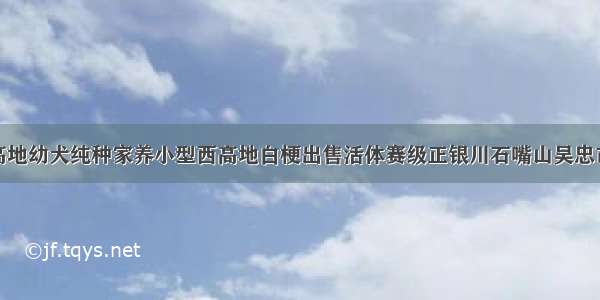 银川出售西高地幼犬纯种家养小型西高地白梗出售活体赛级正银川石嘴山吴忠市固原市中卫