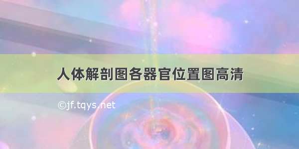 人体解剖图各器官位置图高清