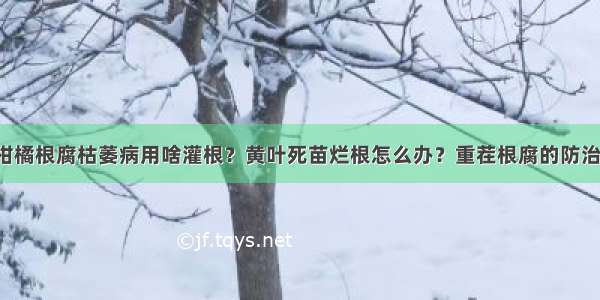 柑橘根腐枯萎病用啥灌根？黄叶死苗烂根怎么办？重茬根腐的防治！