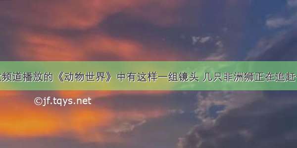 中央台科教频道播放的《动物世界》中有这样一组镜头 几只非洲狮正在追赶一头斑马 斑